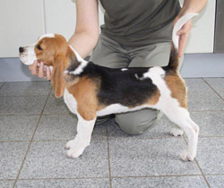 Beaglewelpe Delia
